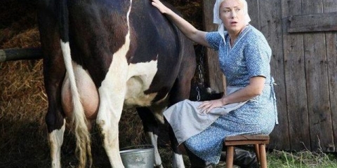 Šta učiniti da krava ne šutne